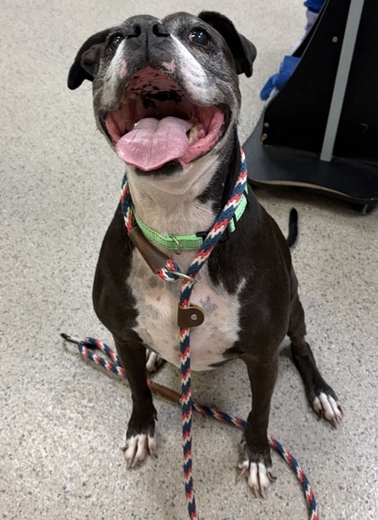 Learn More About Chloe (bonded To Kashia) Photo of Chloe (Bonded to Kashia)