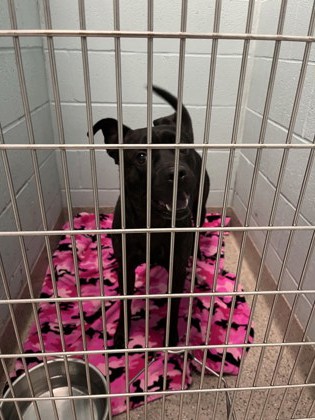 View Legend the Dog Photo #1