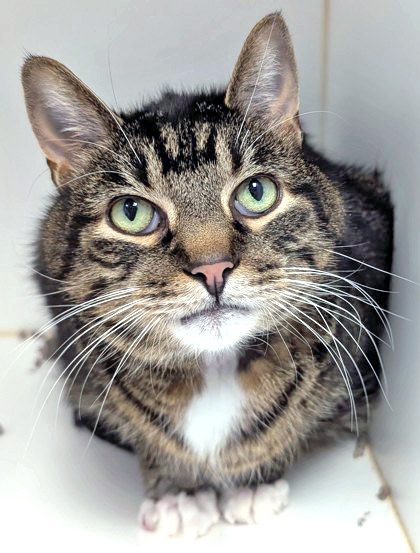 View Kaiko (in Foster) the Cat Photo #1