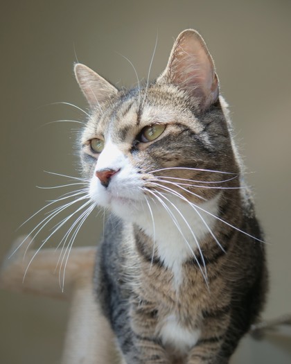 View Matteo the Cat Photo #2