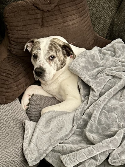 View Darlene (in Foster) the Dog Photo #1
