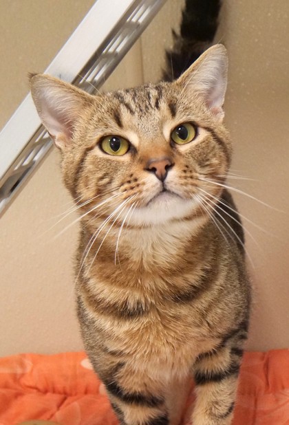 View Jumba (at Smitten Kitten) the Cat Photo #1