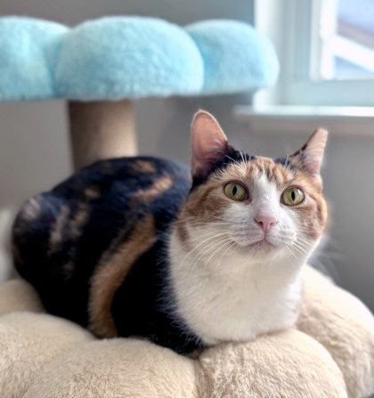 Learn More About Lillia (in Foster)