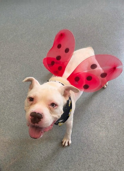 View Ivory (in Foster) the Dog Photo #2