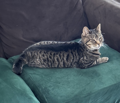 View Lost Cat Photo #1