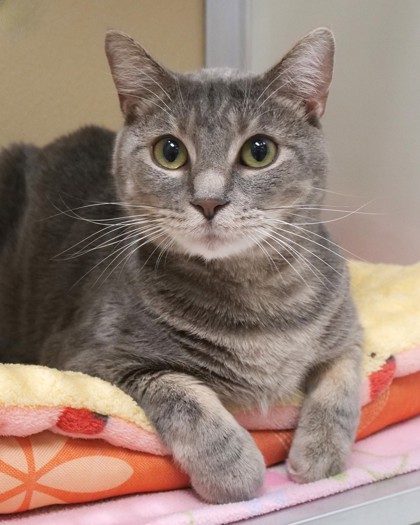 Learn More About Lance