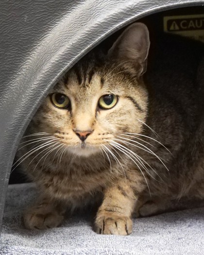 View Pyke the Cat Photo #2