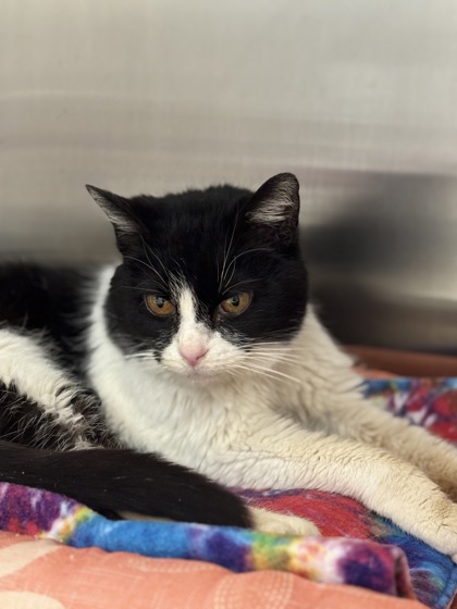 View Crane (in Foster) the Cat Photo #2