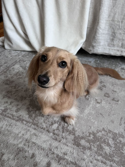 Have You Seen Sunny? Dog