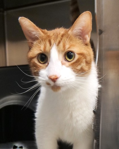 View October the Cat Photo #1