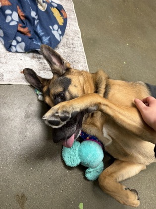 View Zeppelin the Dog Photo #2