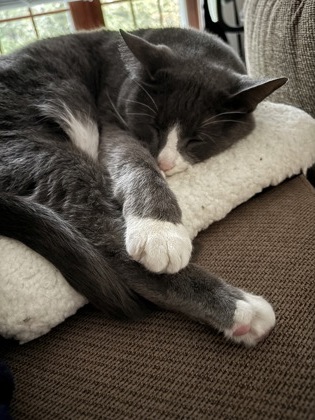 View Carrie (in Foster) the Cat Photo #2