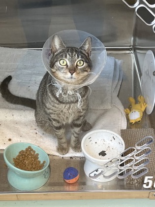 View Dr. Beans the Cat Photo #1
