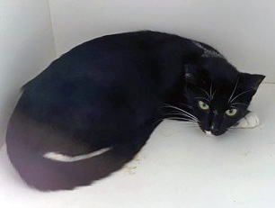 View Fruit Roll-up (at Smitten Kitten) the Cat Photo #2