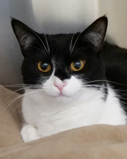 Photo of Kuromi