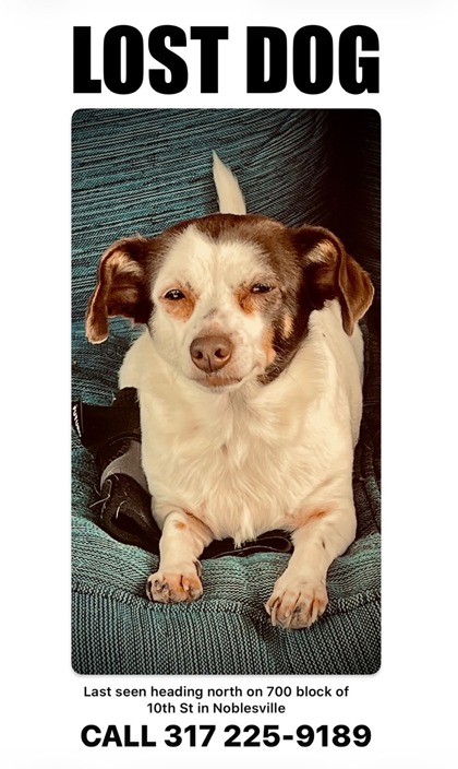 Have You Seen Coco? Dog