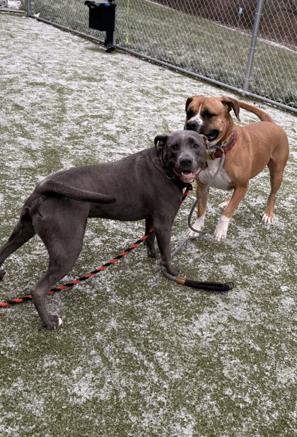 View Winston the Dog Photo #2