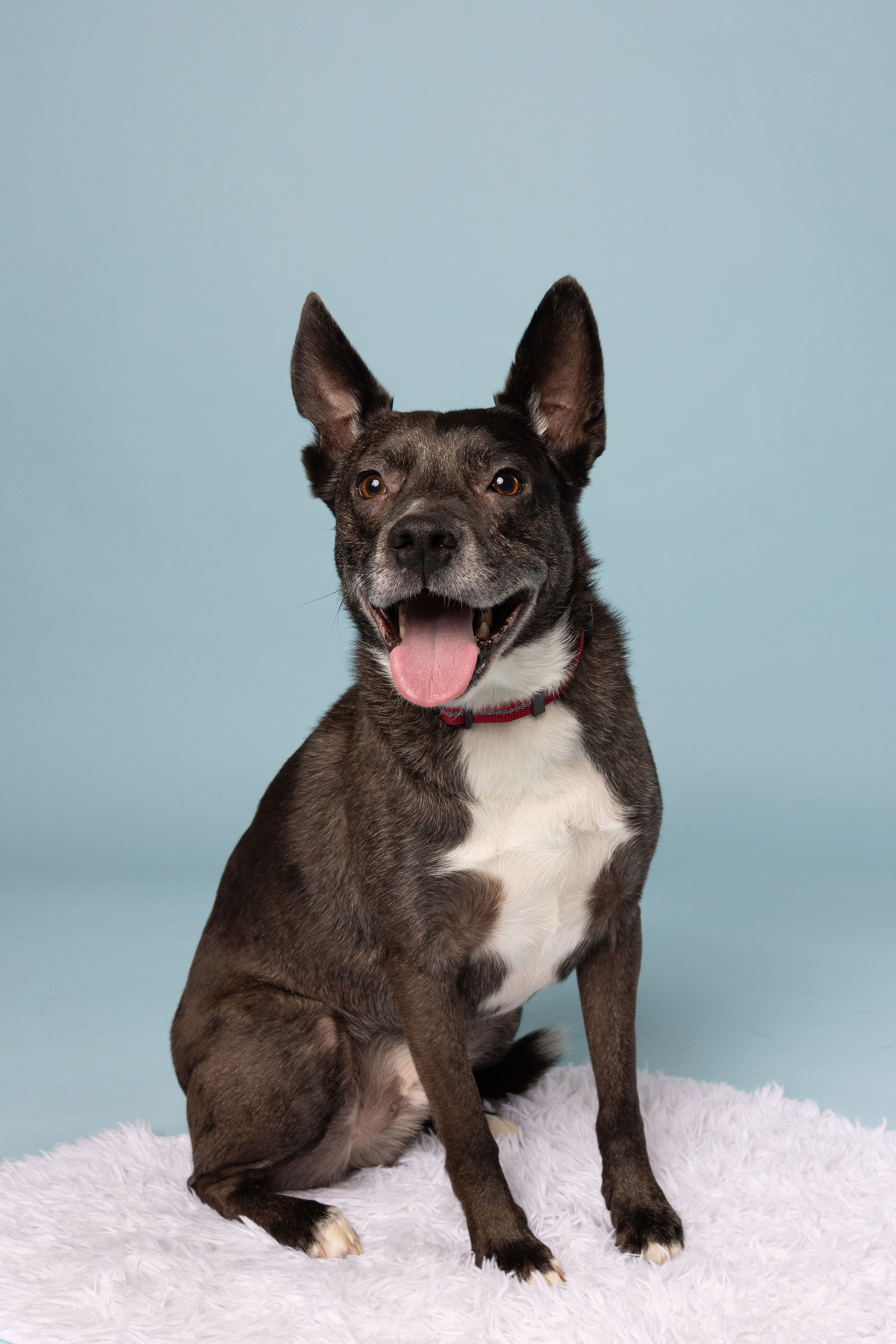Learn More About Rizzo (in Foster) Rizzo (in foster)