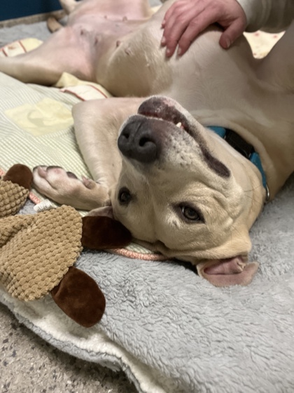 View Sweetness (in Foster) the Dog Photo #1