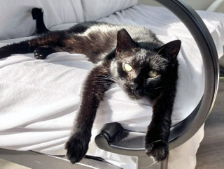 BOO BEAR (IN FOSTER) - Domestic Shorthair / Mix available for adoption