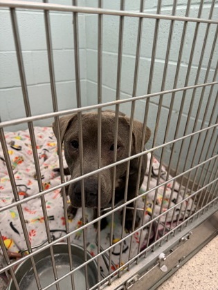 View Lyra the Dog Photo #2