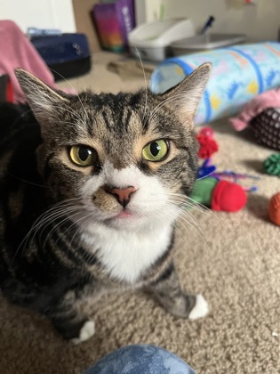 Learn More About Wally (bonded To Werthers Butterscotch) (in Foster Photo of Wally (bonded to Werthers Butterscotch) (in foster