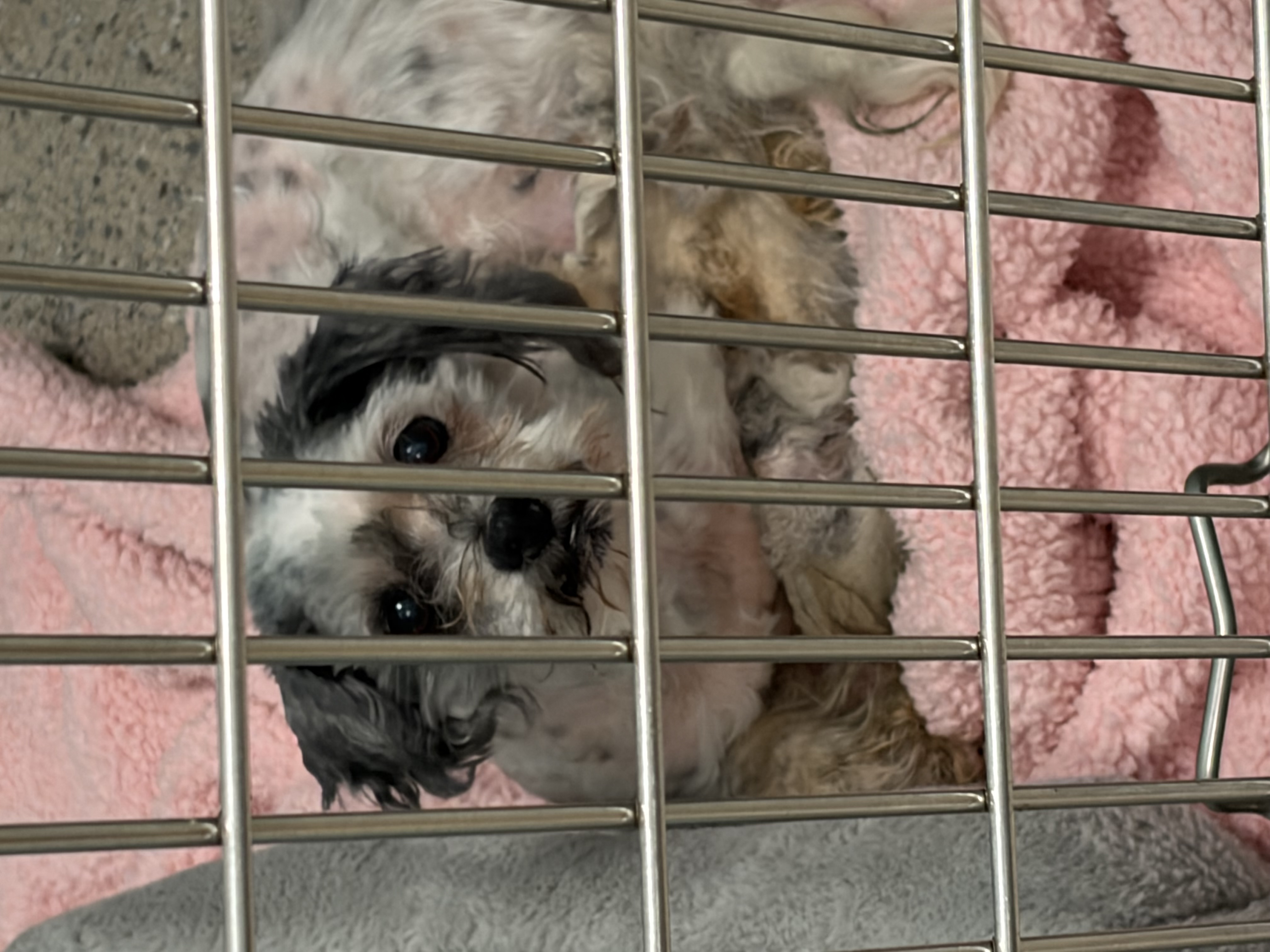 Help Rehome This Dog Dog