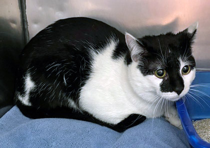 View Albus the Cat Photo #2
