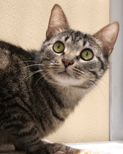 Learn More About Tabbie Photo of Tabbie