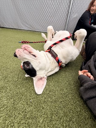 View Chicken Little the Dog Photo #2