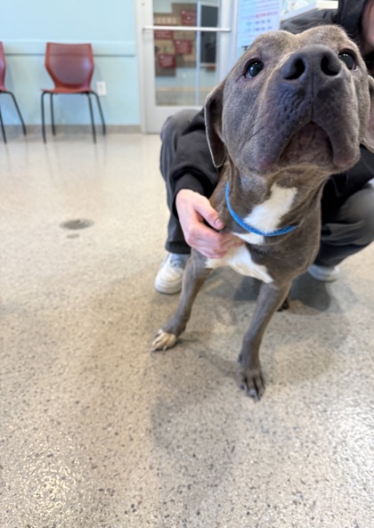 View Bubba the Dog Photo #2