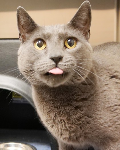 Photo of Coal