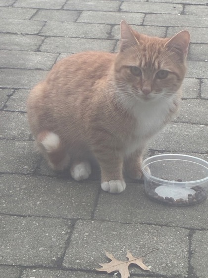 View Found Cat Photo #1