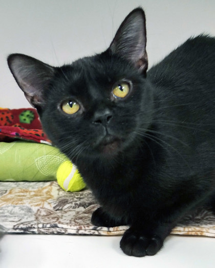 Photo of Bagheera
