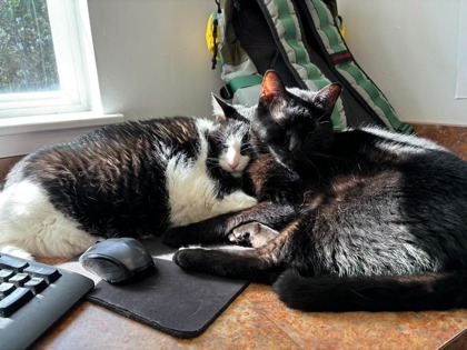 View Chris (in Foster) the Cat Photo #3