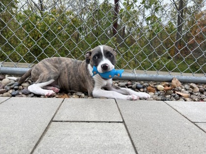 APPLE - Pit Bull Terrier / Mix available for adoption