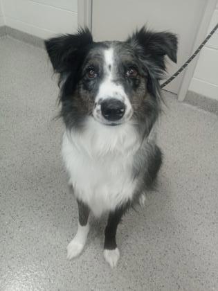 View Kipper the Dog Photo #1