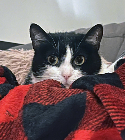 Bow (in foster)