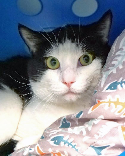 View Nike the Cat Photo #2