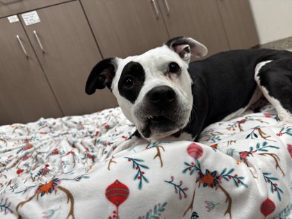 View Macey (in Foster) the Dog Photo #2