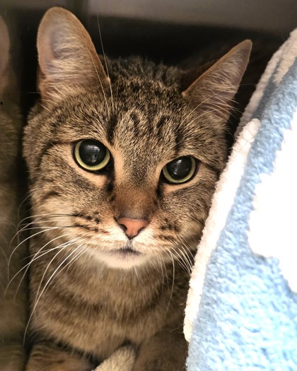MILO LEVI - Domestic Shorthair / Mix available for adoption