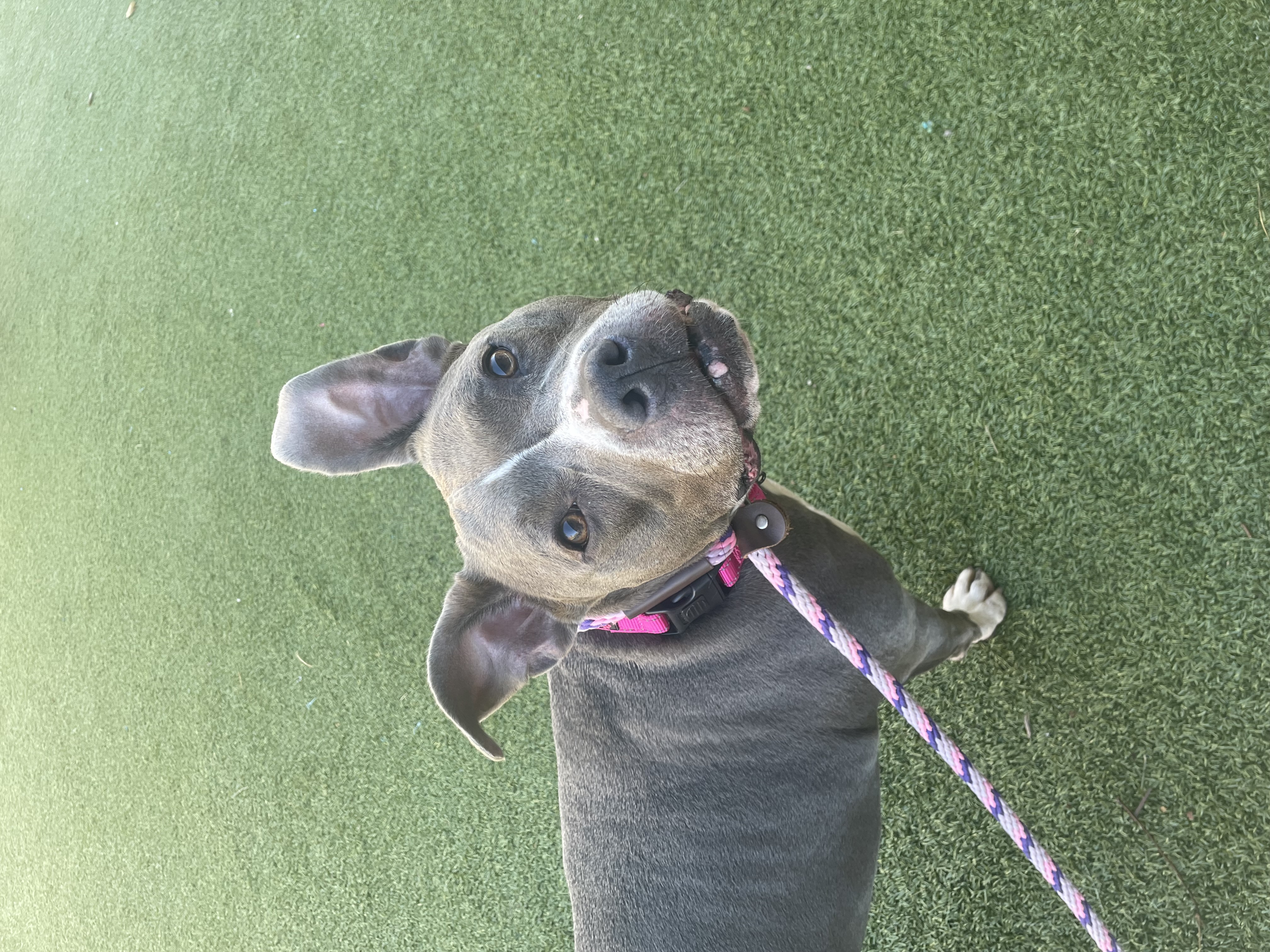 View Dani (in Foster) the Dog Photo #2