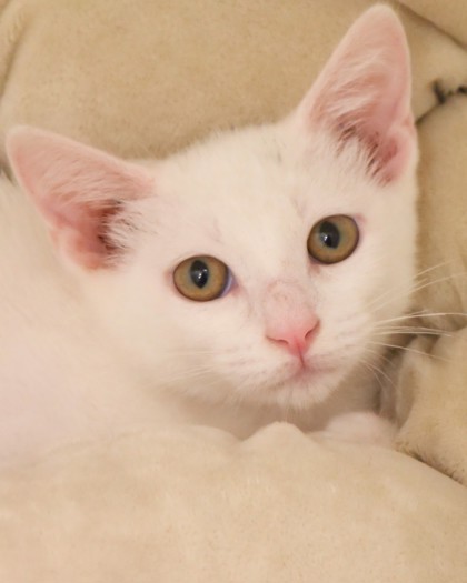View Marlboro the Cat Photo #2