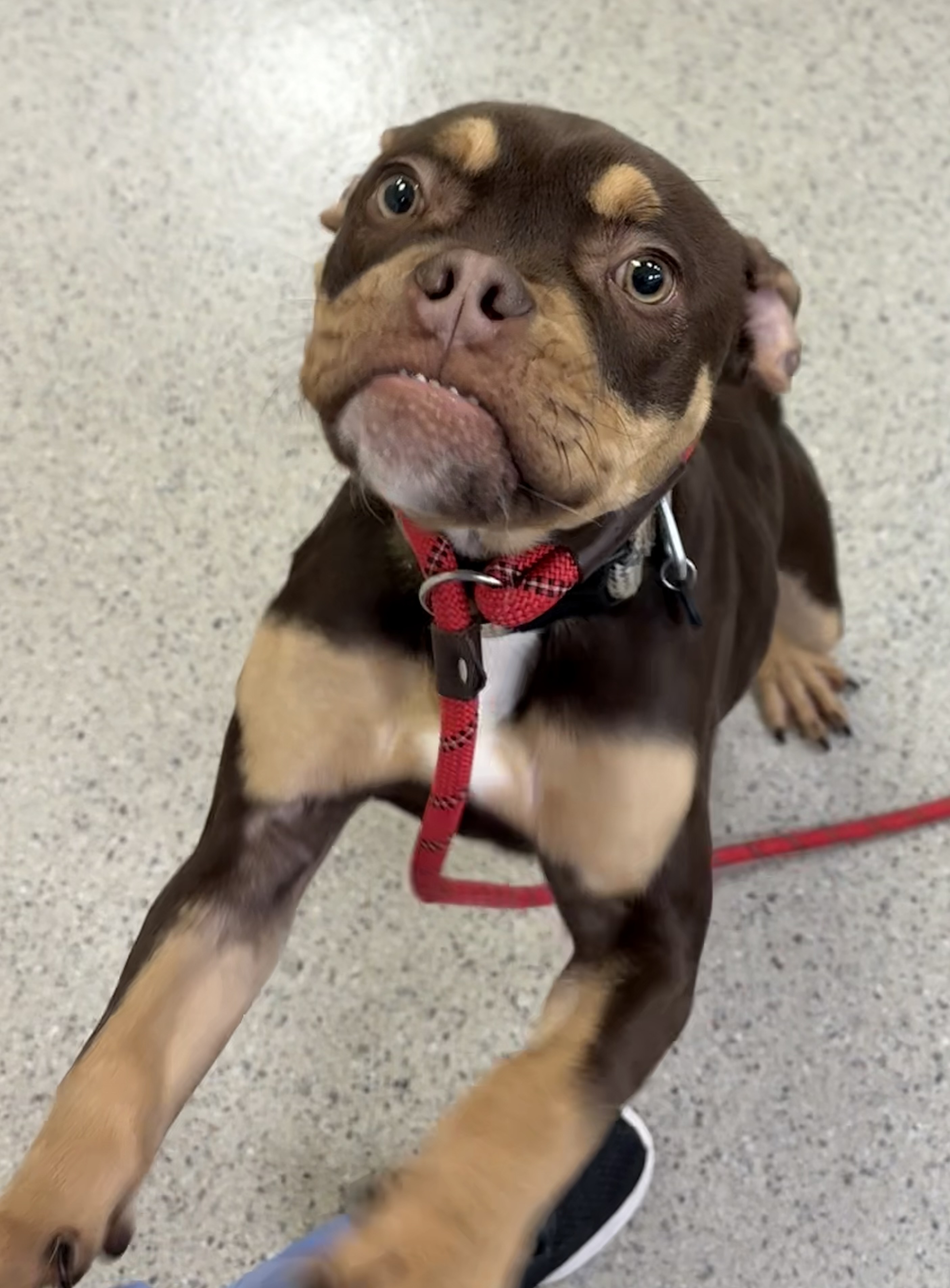 Learn More About Blooper