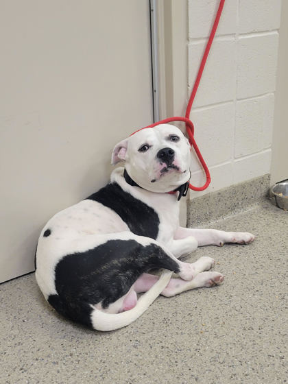 View Moose the Dog Photo #2