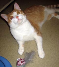 View Sam the Cat Photo #3