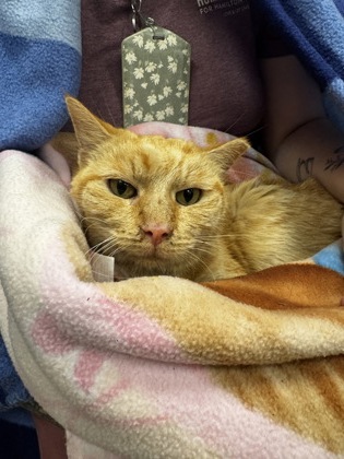 ALADDIN - Domestic Shorthair / Mix available for adoption