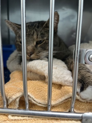 Learn More About 85425