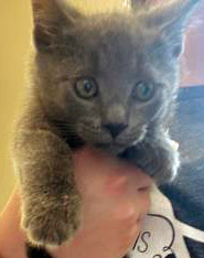 View Prince the Cat Photo #3