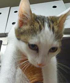 View Penelope (Bonded To Harper) the Cat Photo #2